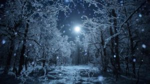 Футаж. Ночной зимний лес.