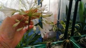 Как мои цветочки готовятся к Новому  Году!-часть 2.