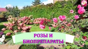 ВЫРАЩИВАЮ РОЗЫ НА БИОПРЕПАРАТАХ