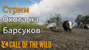 Охота на барсука в Шотландии в theHunter: Call of the Wild