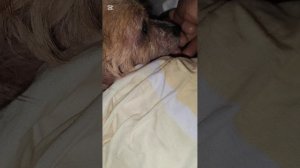 Купила сосиски для кошек