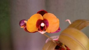 Орхидея фаленопсис Панда