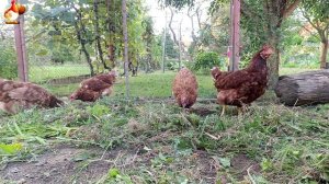 Любовь птицевода к Курочкам 🐥🐔🥚 Нежное видео 🐓 Версия (81)