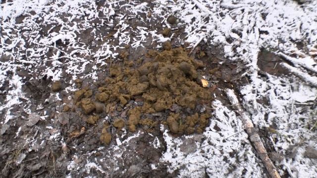 Фильм 69. Урочище Кидалово. Грустный выезд. Розыгрыш монеты 1600-х годов.