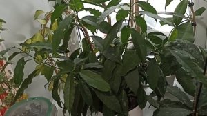 Комнатные Растения На Кухне В Декабре