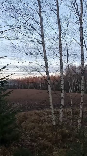 Едем на коп Красота природы #shorts #накоп #красотаприроды  #metaldetecting #другаяжизнь