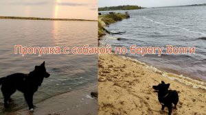 Прогулка с собакой по берегу Волги рядом с Рыбинским водохранилищем — красота и спокойствие