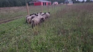 #315 Farm Chaos. The Ram That Got Away! 15.09.2025