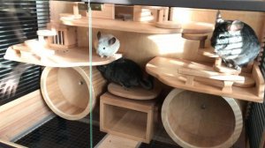 Содержание шиншилл в витрине | Мир Шиншилл, клетки витрины для шиншилл, дегу, крыс, белок