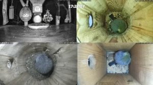 Птички нашли где ночь каратать.Зима пришла. Калуга