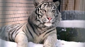 Бенгальский тигренок Кови гуляет по вольеру и пробует на вкус снег.