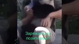 Видео от МЯУтаверс – как метавселенная, но с котами