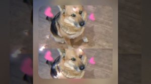 1000042001.mp4 (Собака смотрит на монтаж электропроводки (отверстия под м/коробки) в доме А-фрейм)