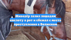 V1: в Волгоградской области живодер отравил лошадей кислотой