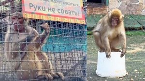 Люся ЗАВИДУЕТ, Майя ДРАЗНИТСЯ! У нас СТАЩИЛИ мясо! Гамадрилам - ПО СПИНЕ, котам и макакам -ПО ШЕЕ!