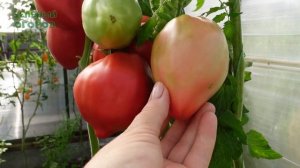 Томат МАЛКОЛЬМ ЛИНКОЛЬН (Malcolm Lincoln). Обзор сортов ТОМАТОВ!