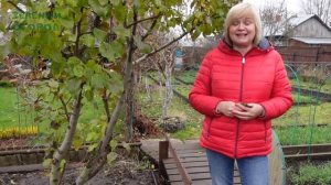 МАГАЗИН СЕМЯН от ЗЕЛЕНОГО ОГОРОДА!