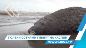 В чем причина массовой гибели каспийских тюленей в Дагестане?