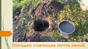 Завершаю посадочные работы в этом сезоне. Посадил виноградные новинки