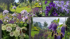 Многолетники июня. Северо-Западный регион. Часть 2