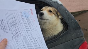 Документы на щенков