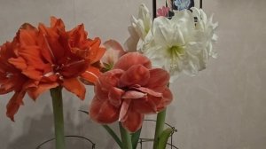 10-12-2025.Гиппеаструмы цветут.