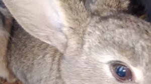 Наши милые животные.