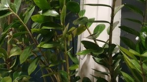 Проходит всё...