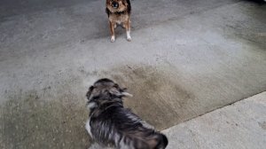 Люся и Симба