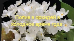 ПОЛИВ ОРХИДЕЙ В ХОЛОДНОЕ ВРЕМЯ ГОДА. УХОД И СОДЕРЖАНИЕ