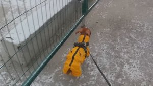 Нужна ли зимой собакам одежда?