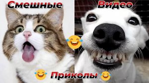 Смешные видео приколы|Коты и собаки|Юмор и Приколы.