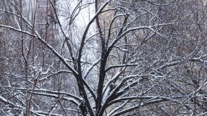 В Москве ночью пошел снег