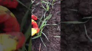 Озимая пшеница. РО. Зимовниковский район.