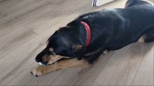 Ты чью сметану съел?