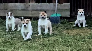 Щенки хотят кушать