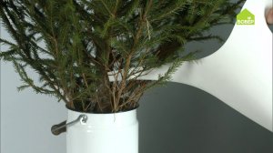 Как выбрать перевезти и ухаживать за живой ёлкой. Все правила! Лайфхаки новогодние