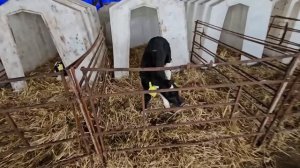 Ep.15 Russian Farm Tour (Russian Subtitles)