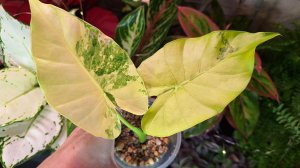 Мои покупки для растений, пересадка алоказии