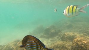 Подводный мир пляжей Хиккадува ( Шри-Ланка, декабрь 2025 )