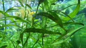 разведение улиток