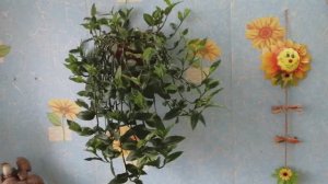 КАК БЫСТРО РАЗМНОЖИТЬ ТРАДЕСКАНЦИЮ ЗЕЛЕНУЮ!