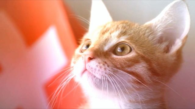 DBlack - Planet of Endless Distances