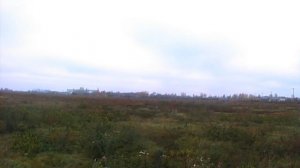 Охота на зайца с эстонкой. 1