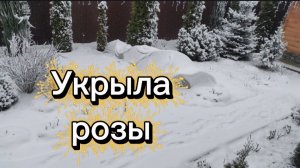 Укрыла розы🌹