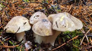 ДЕКАБРЬ!! Грибов в лесу еще полно! Семейный сбор грибов