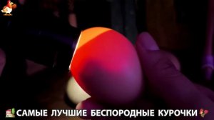 Цыплята и Курочки селяночки лучшие беспородные несушки 🥚 (406)