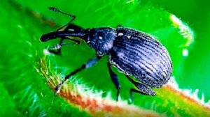 Жук долгоносик