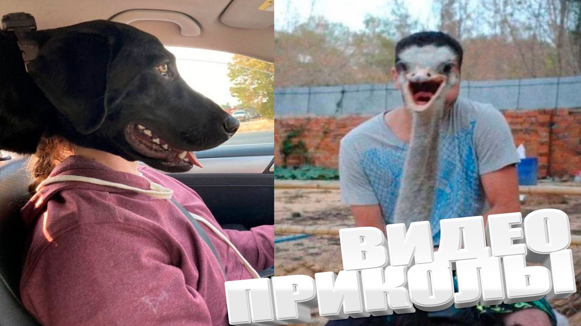 ВИДЕОПРИКОЛЫ \ КРУТЫЕ ПРИКОЛЫ 2025 \ НОВЫЕ ПРИКОЛЫ \ СМЕШНЫЕ ПРИКОЛЫ 2025 ЮМОР