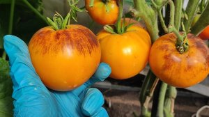 ЭТОТ ТОМАТ - ЛЮБОВЬ НАВСЕГДА САЖАЮ ЕЖЕГОДНО и Никогда не откажусь